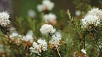 Touch the soft cottongrass and breathe in the aromatic Labrador tea – summer in the bog awakens all your senses.