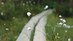 The summer bog is a sea of fluffy white cottongrass, swaying gently in the breeze like soft clouds.