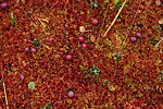 Cranberries remain throughout autumn, can be picked even in winter when the snow is thin, and are also found under melting snow in spring.