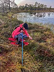 September is cranberry picking season - red berries resting on the vibrant red peat moss.