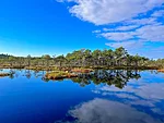 Crystal-clear bog pools reflecting the sky.