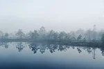 Cloudy foggy mornings create mystical bog landscapes.