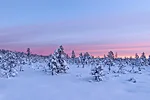Quiet, snowy bog on a January morning around 10 AM.
