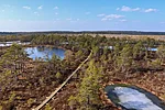 Spring transition: melting ice and budding greenery in the bog.