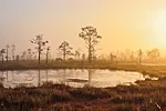 Sunrise in the bog is a magical moment when the first light paints the landscape in gold and mist.