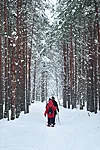 Lumisel talvel kõnnime rabani räätsadel läbi lumise metsa.