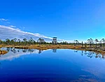 We will climb the watching tower to enjoy breathtaking panoramic views of Estonia’s untouched bogs.