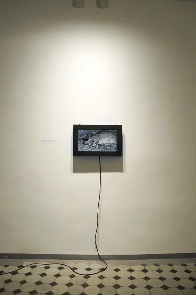 Kärbsed munevad oma munad surnud roti suhu tagamaks oma järeltulijatele parima võimaliku arenemiskeskkonna,   video, 2012