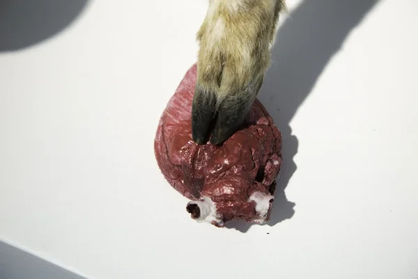 Van Eycki talleke, installatsioon, 2014