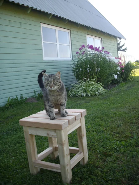 Lehisest pink koos abilisega