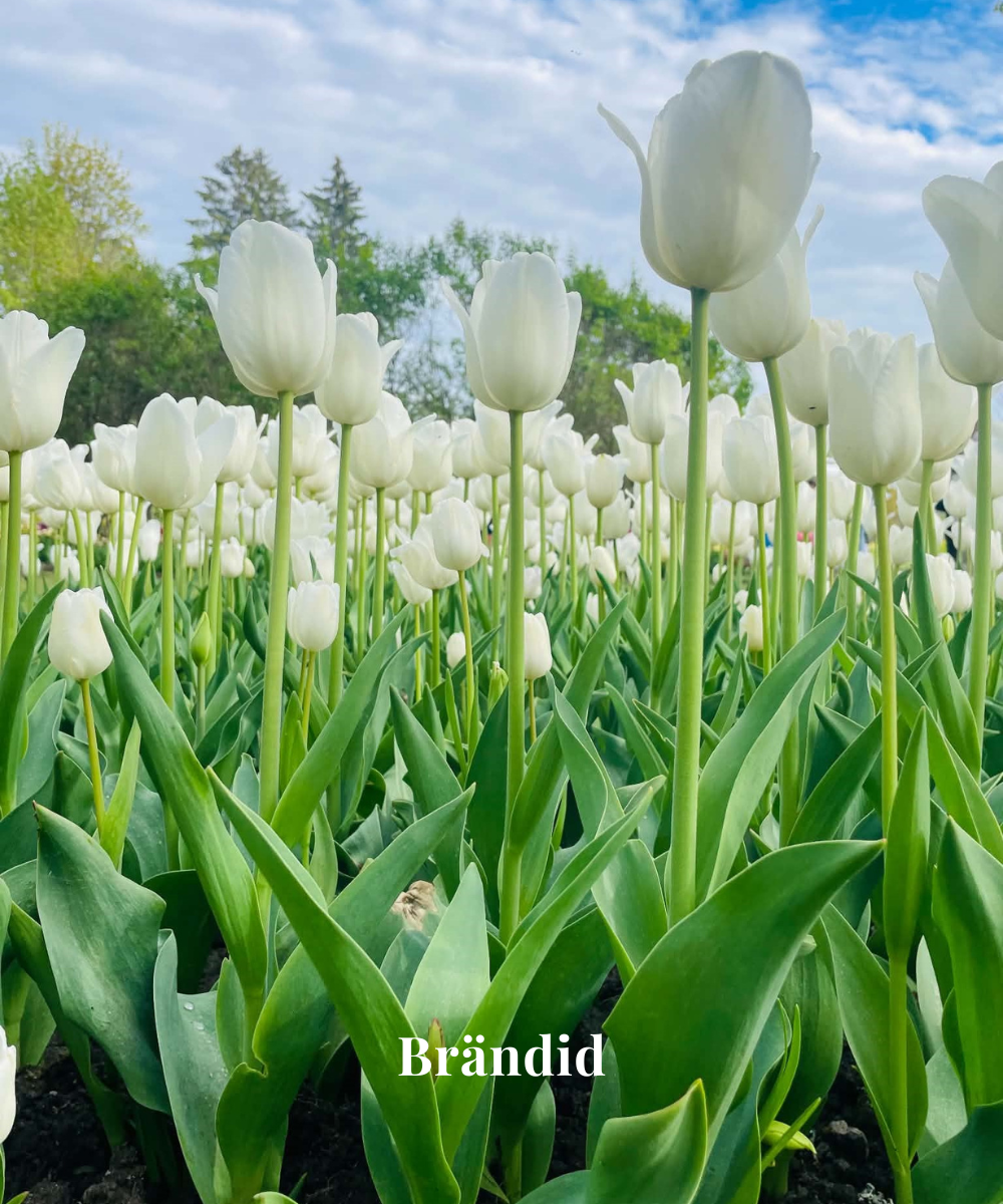 Brändid