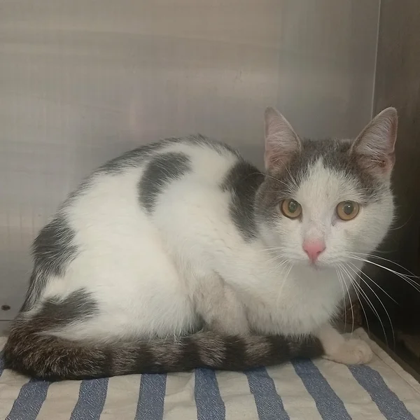 Karksi%201.1 1 block