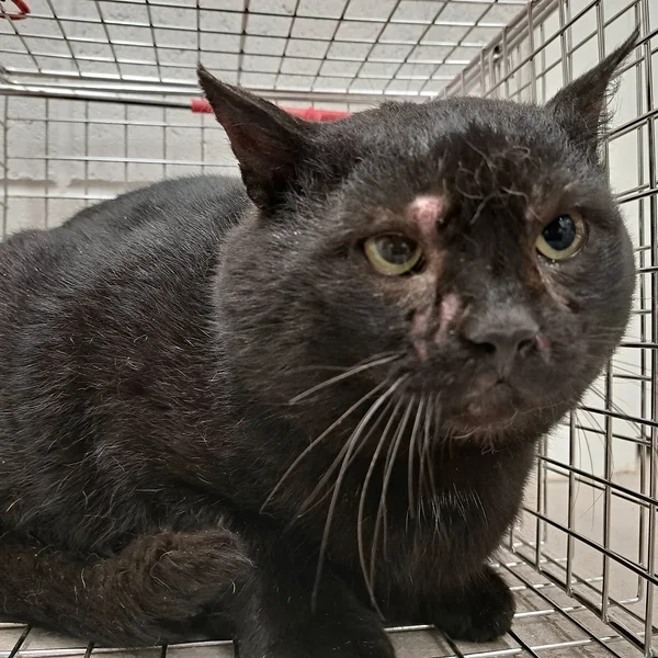 M%c3%a4ekalda%201.1 block