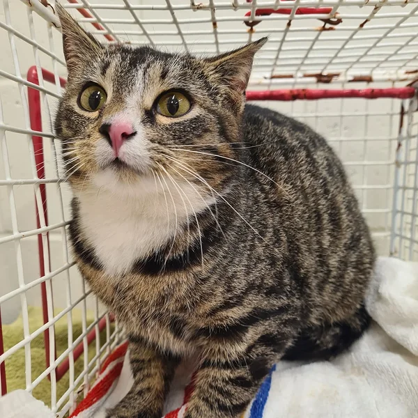 Matapera%201.1 block