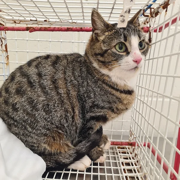 Matapera%202.1 block