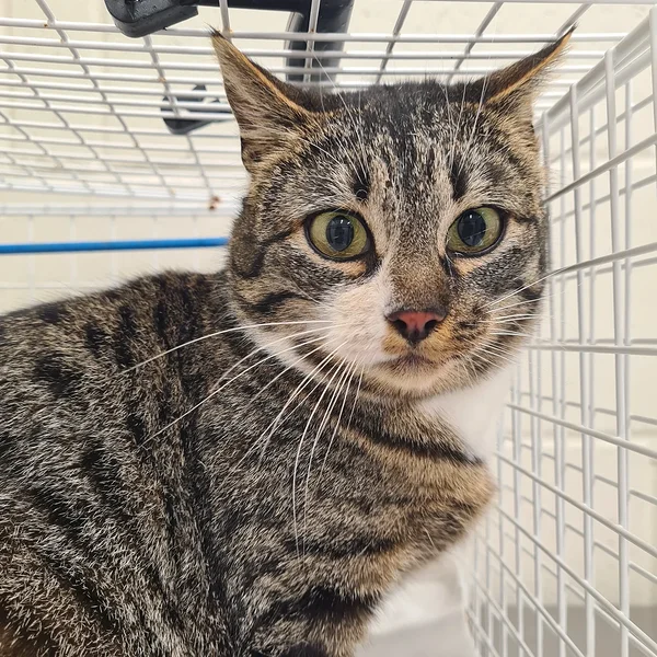 Matapera%203.1 block