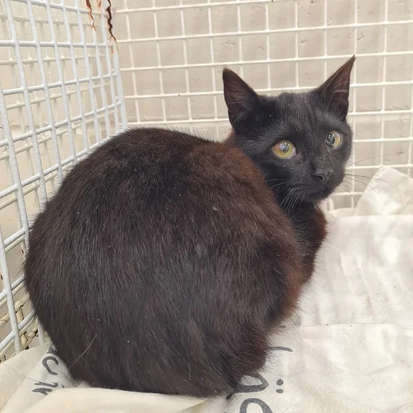 Matapera%204.1 block