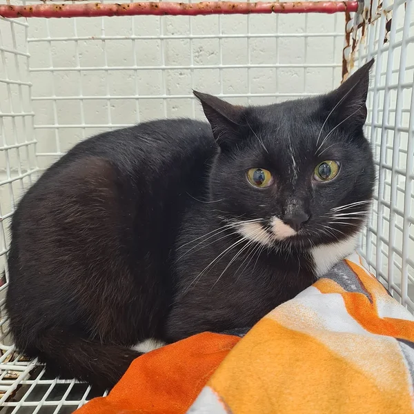 Matapera%205.1 block