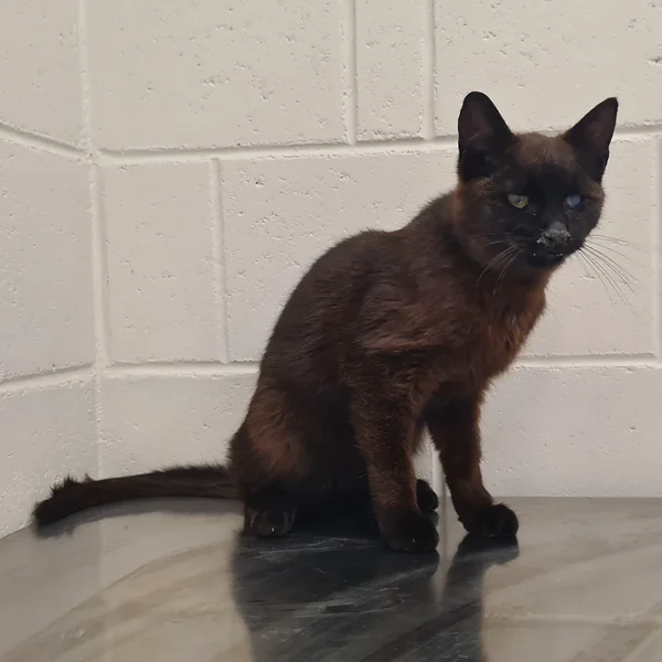 V%c3%a4lgita%201.1 block