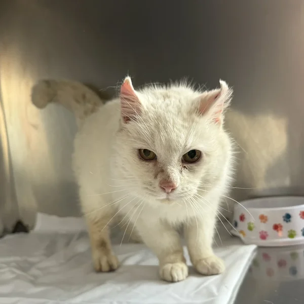 260325v%c3%b5ruvaldkaagu block