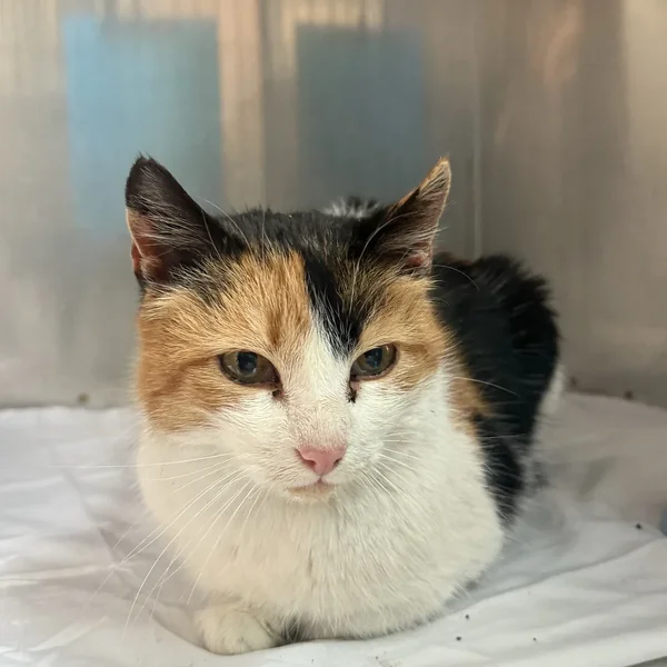 260325v%c3%b5ruvaldlauga block