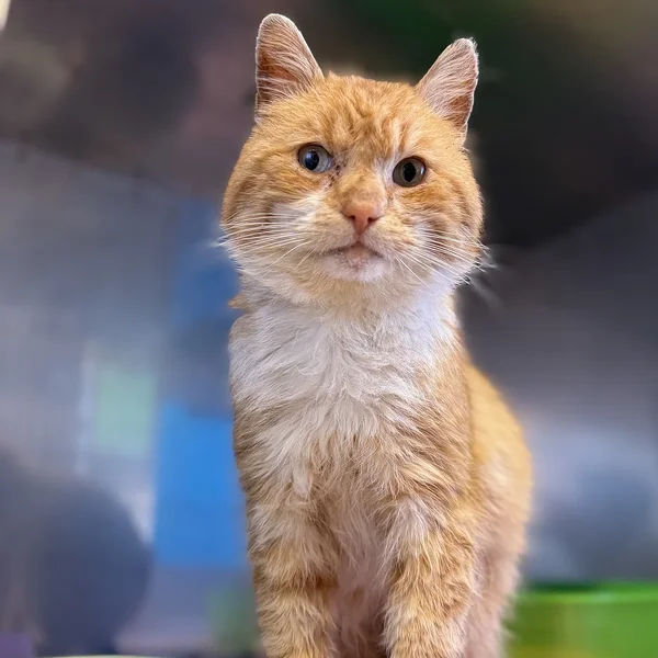 260402antslavald block