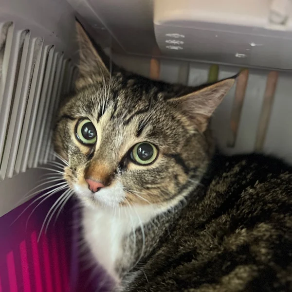 Image0%20(4) 1 block