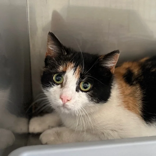 Image2%20(1) 1 block