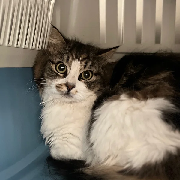 Image3%20(1) 1 block