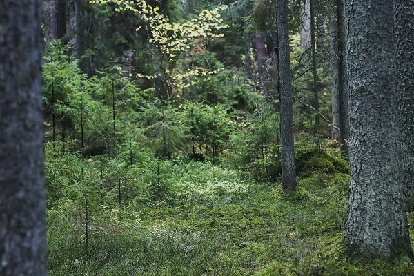 Püsimets uueneb looduslikult.
