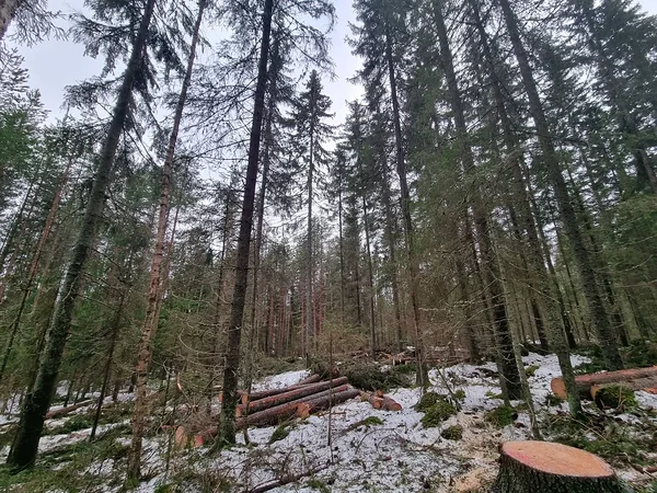 Metsa tehakse talvel, kui maapind on külmunud. Foto värskest raiest Soomes tegi Arttu Varis.
