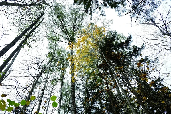 Püsimetsas kasvab eri liiki puid. Foto: Liis Kuresoo.