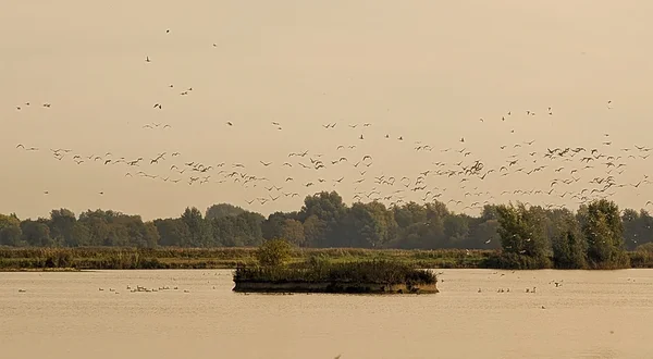 Vogelbeobachtung bei Abenddämmerung