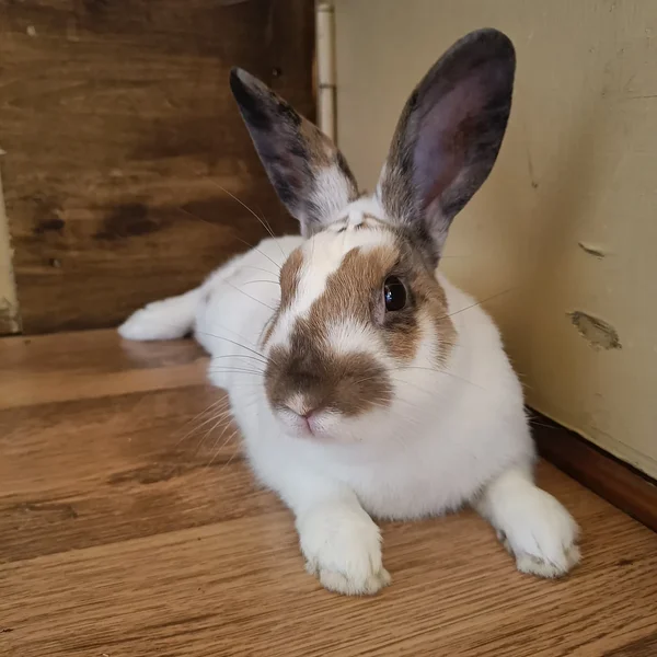 Bruno