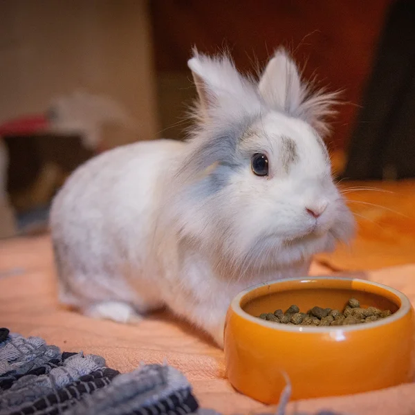 Eeva