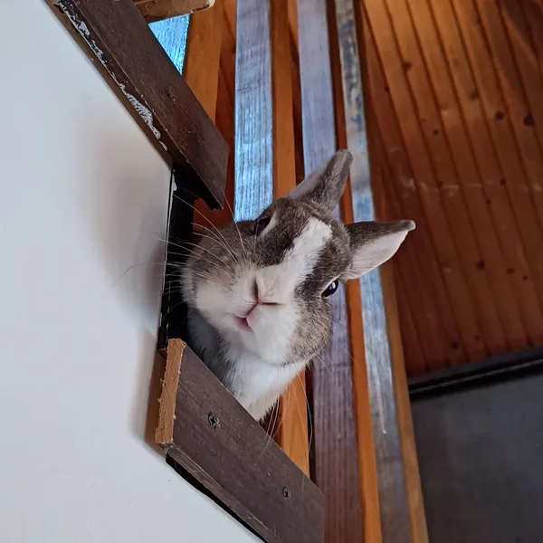 Küpsis