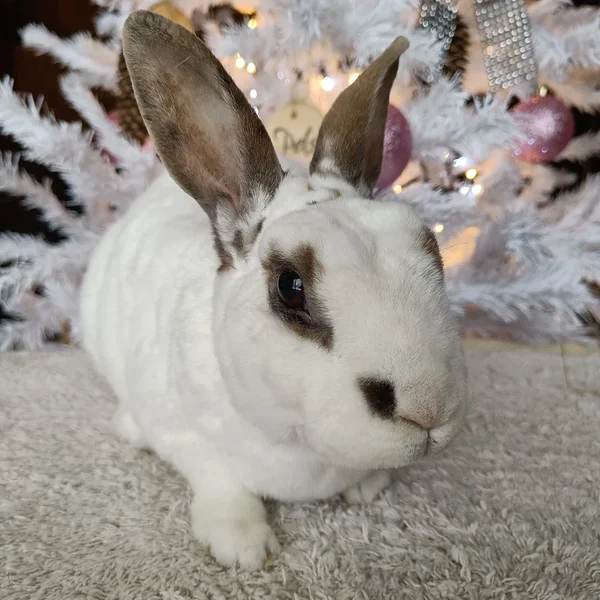 Lumi