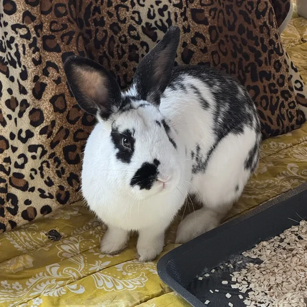 Sass