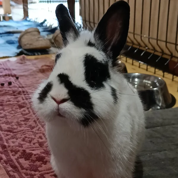 Tuisu