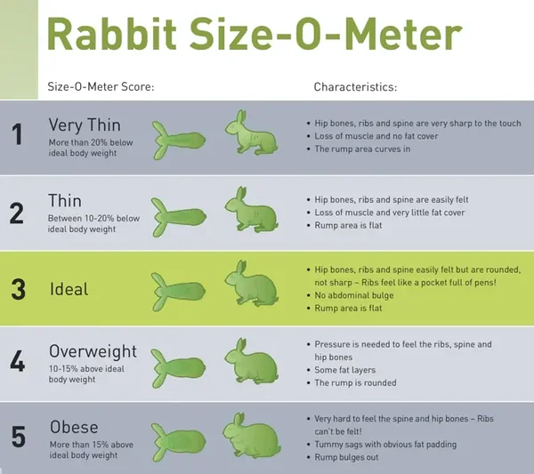 Rabbit Size-O-Meter