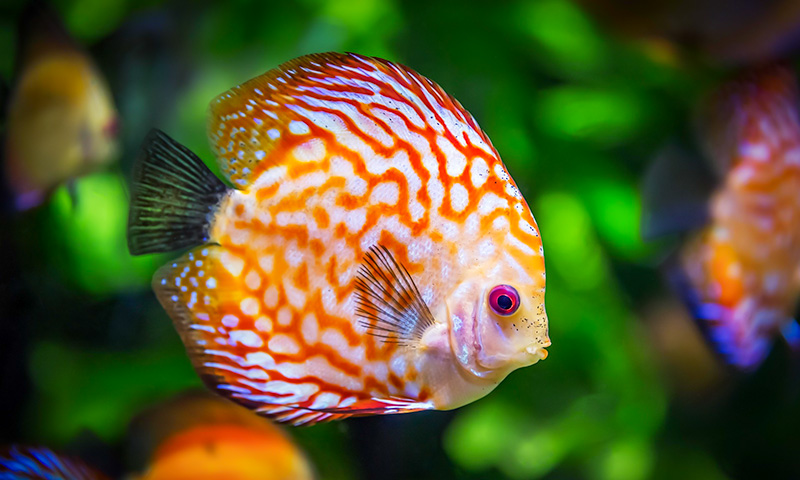 Discus akvaariumis - akvaarium24